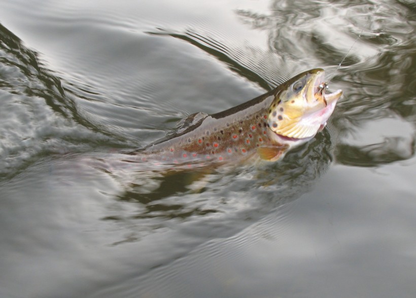 IMG_7359ab.jpg