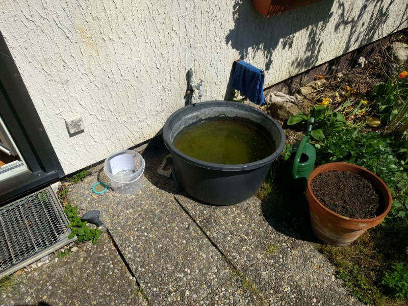 Regentonne für Gießwasser