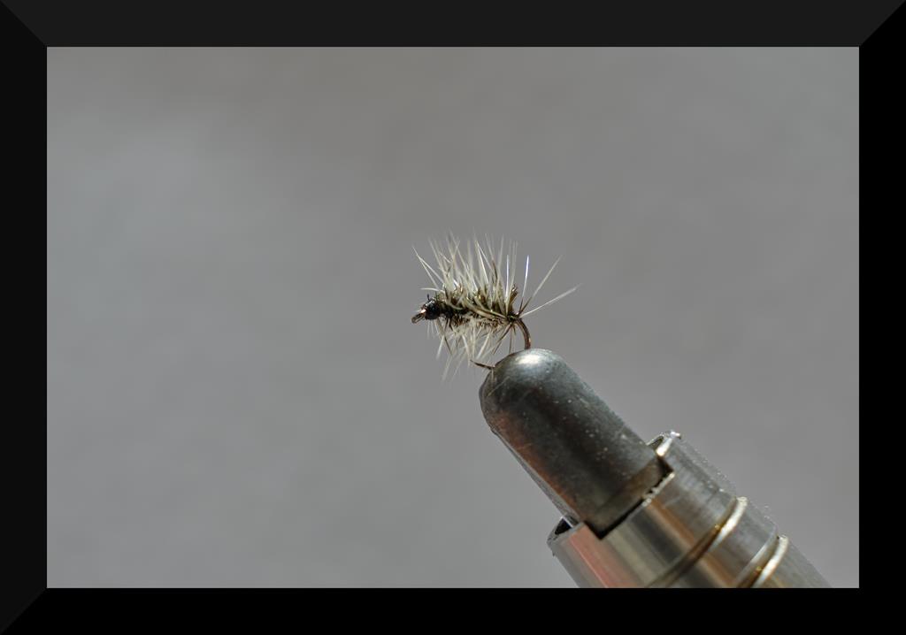Griffith's Gnat (Copy).jpg