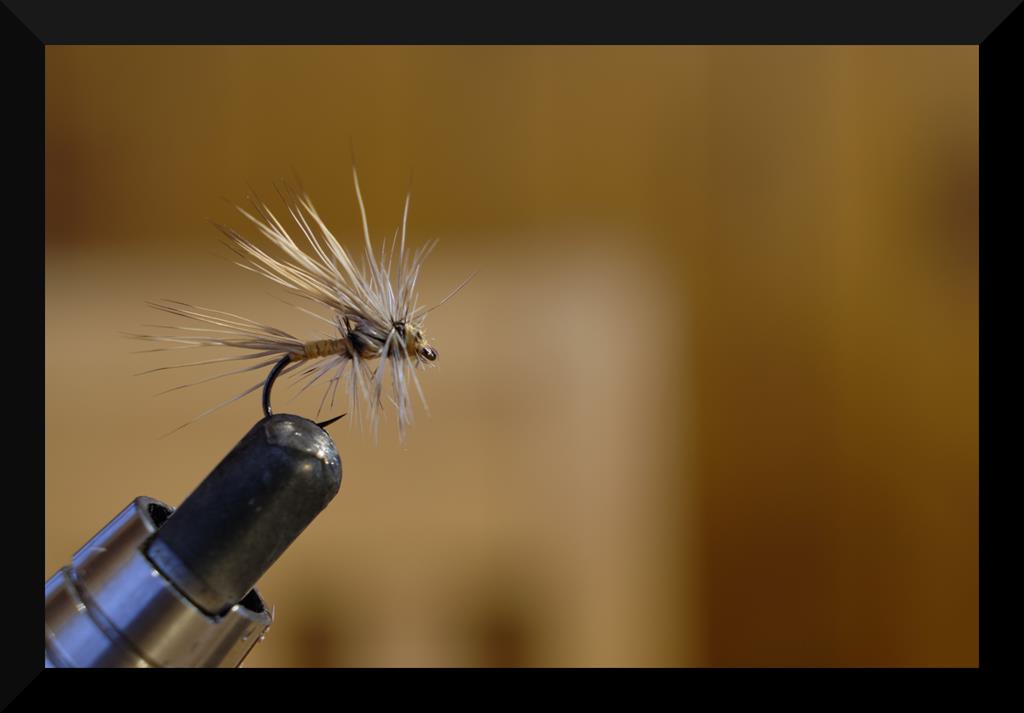 grizzly deer 5 (Copy).jpg