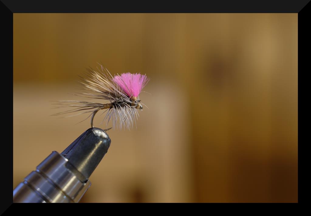 grizzly deer 3 (Copy).jpg