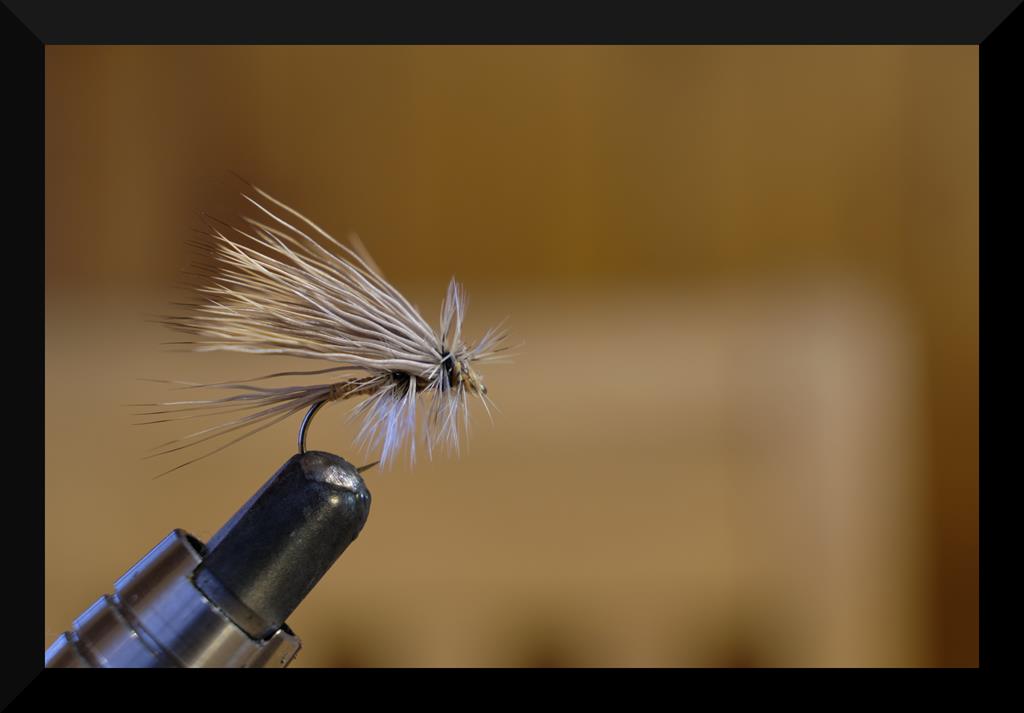 grizzly deer 4 (Copy).jpg