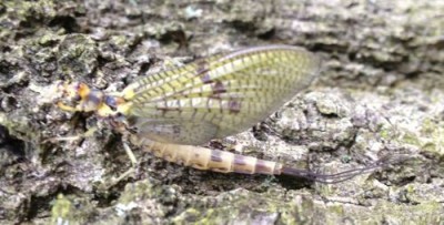 Maifliege quer mittel.jpg