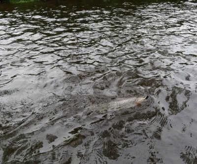 fishandgrill_ k(5).jpg