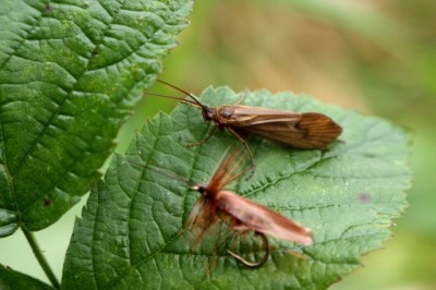 Köcherfliege.jpg