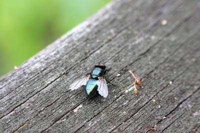 Schmeißfliege Verschleiß.jpg