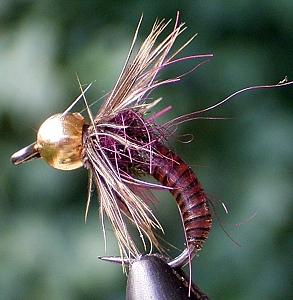 Ross Pupa.jpg