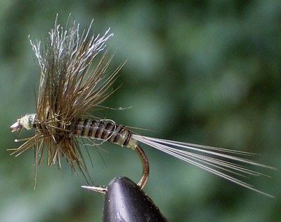 Olive Ross & Poly.jpg