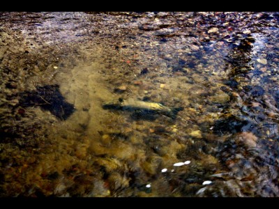 Meerforelle auf dem Laichbett