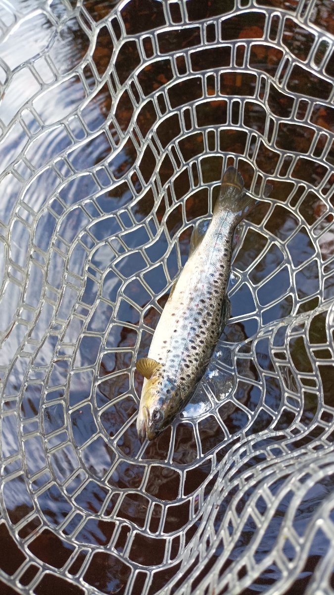 trout (1).jpg