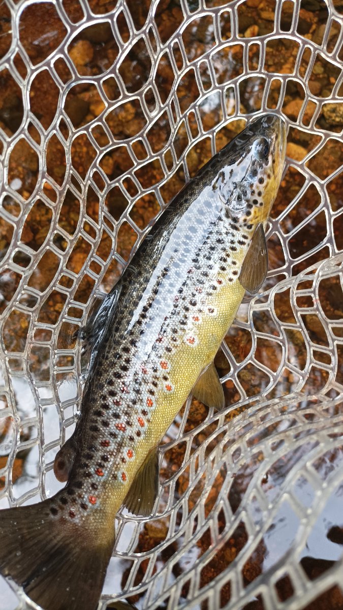 trout (2).jpg