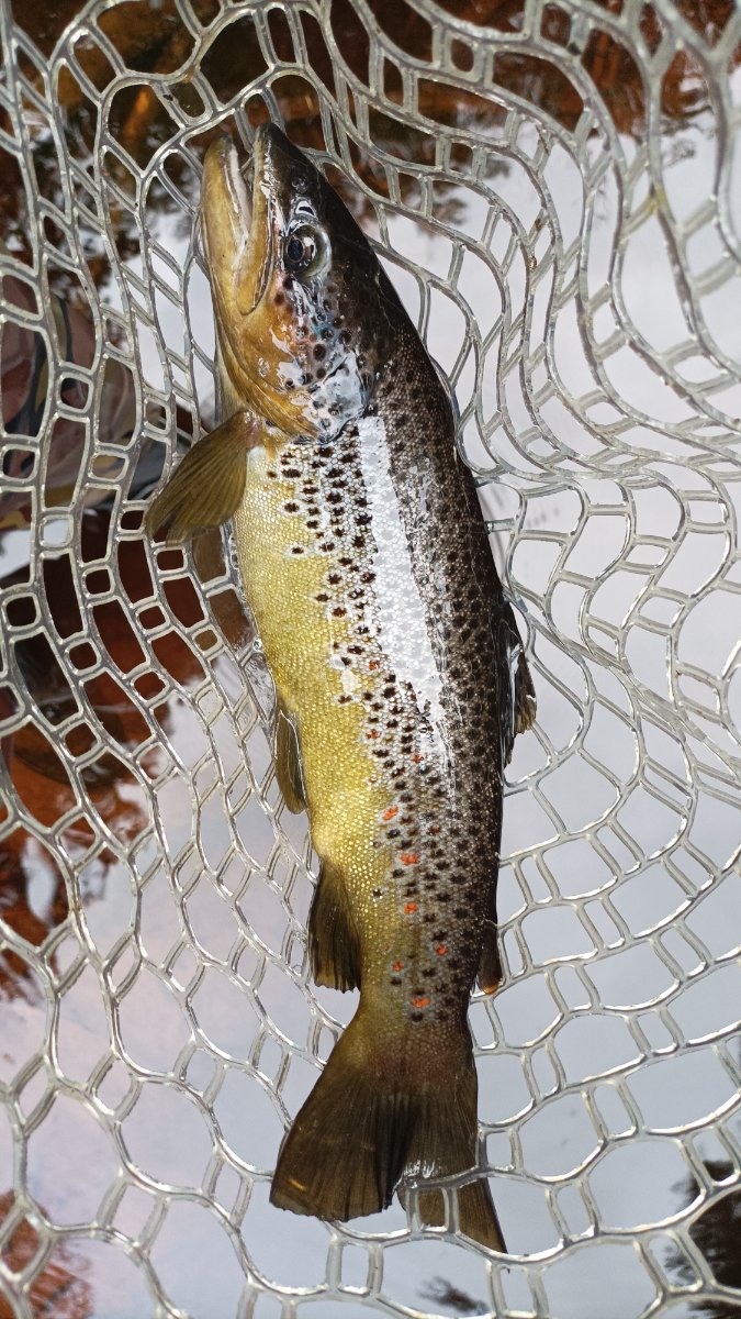 trout (3).jpg
