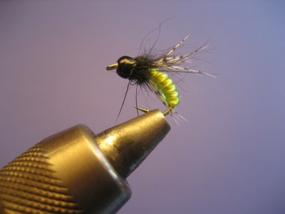 caddis pupa