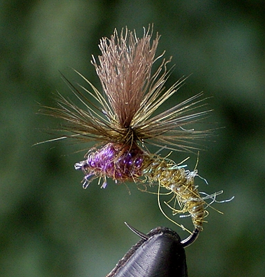 para 02.jpg