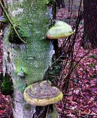 Feuerschwamm 1.jpg (136.11 KiB) 4498 mal betrachtet Das müßte der richtige sein!!!