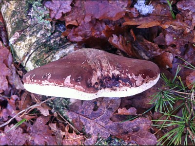 Feuerschwamm 3.jpg (187.4 KiB) 4498 mal betrachtet Der ist es wohl nicht, ist sehr leicht