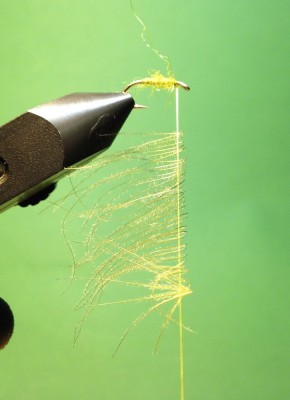 6.Bindeschritt:<br />Mit Hilfe einer Materialklemme werden die festgehaltenen Grannen in den aufgespleißten Bindefaden eingelegt. Dabei ist darauf zu achten, dass die Grannen nur ganz wenig durch den Faden durchgehen. Da sonst der später Thorax-Bereich zu voluminös werden würde.