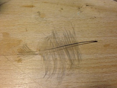 4.Bindeschritt:<br />CDC-Feder für Zuschnitt vorbereiten. D.h. den Federflaum am Kiel abzupfen und die Feder so durch die Finger ziehen, dass die Grannen 90° vom Kiel wegzeigen.