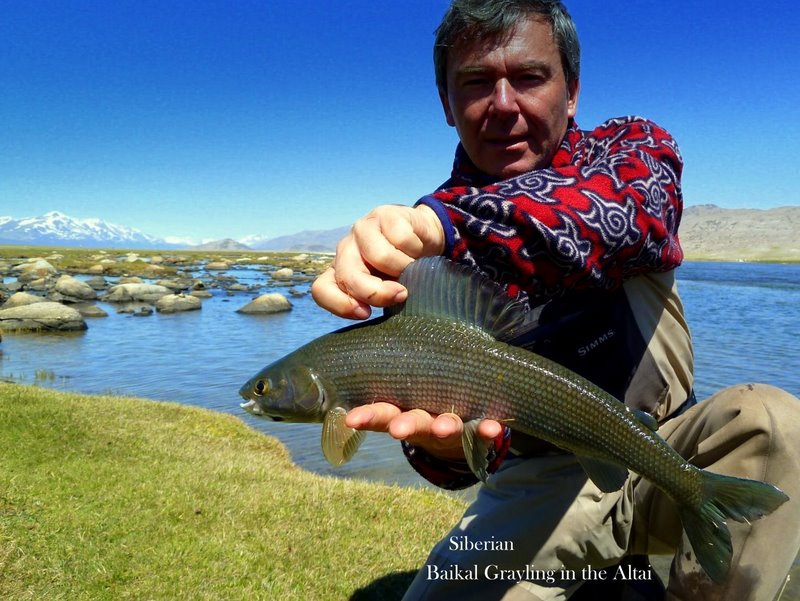 Die kleinwüchsige Form der Mongolischen Äsche im Altai, Juni 2011