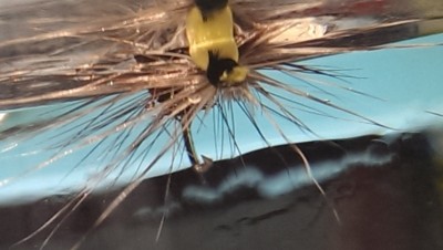 IMAG1745.jpg (105.04 KiB) 3882 mal betrachtet Bivisible Bug im Wasser