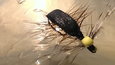 Bivisible Bug im Wasser top