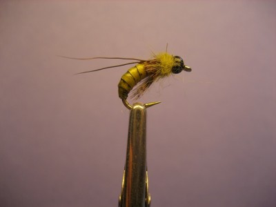 Caddis Pupa