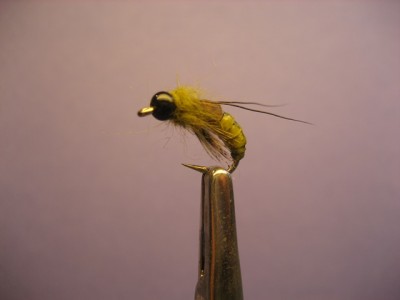 Caddis Pupa
