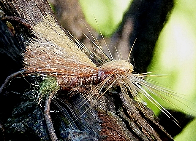 Para Poly Sedge 01.jpg