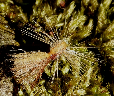 Para Poly Sedge 02.jpg