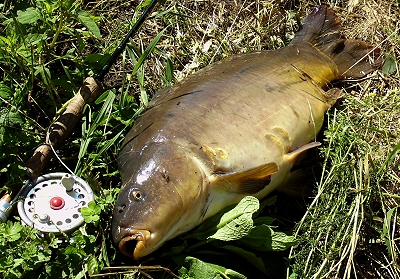 ach_karp1f.jpg