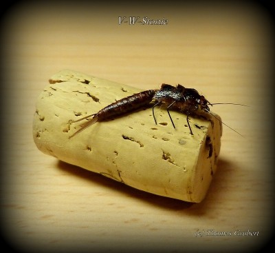 P1020600 - Kopie.JPG