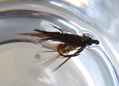 shrivelled larva_Test 1.jpg