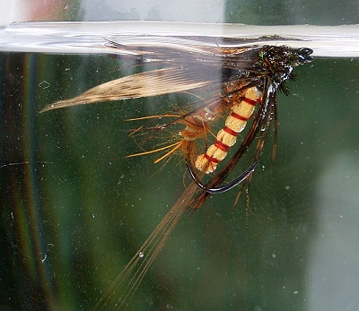 shrivelled larva_Test 2.jpg