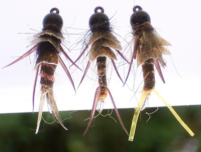 Steinfliegennymphe Aalhaut.jpg