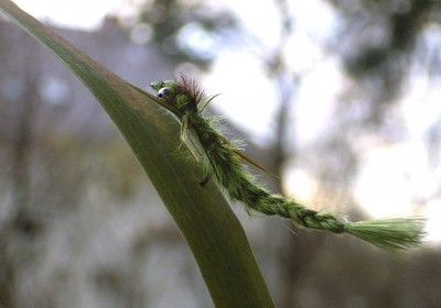Living Damselnymph.jpg