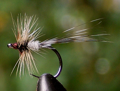 Bussard Quill Midge 02.jpg