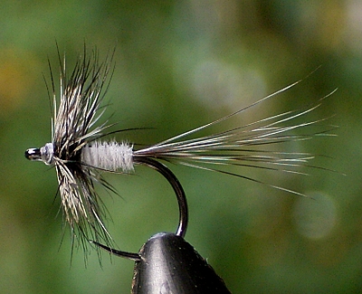 Bussard Quill Midge 03.jpg