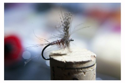 DSC_0283 [800x600].jpg