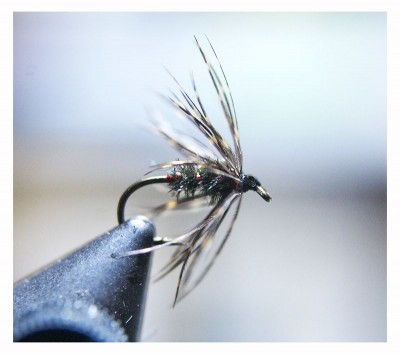 DSC_0290 [800x600].jpg