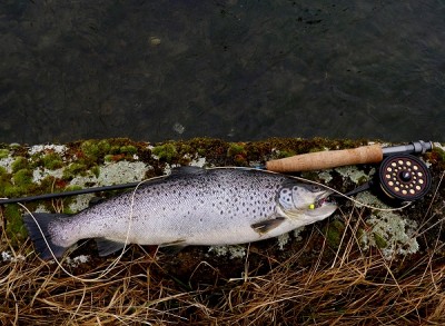 1,35 kg_ 47cm_02_03_14.jpg