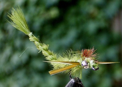 Living Damselnymph 02a_front.jpg