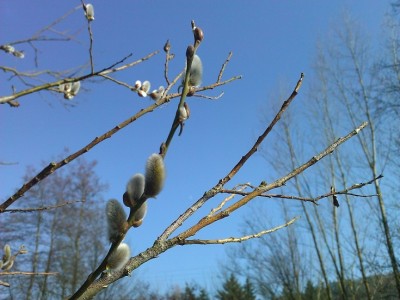 Kein Biber aber ein Frühlingsbote