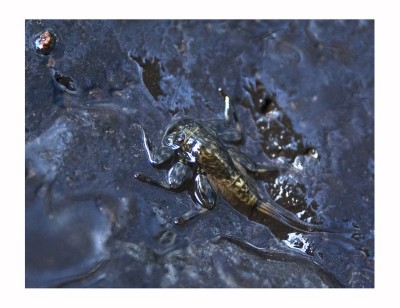 DSC_0827_cut_Rahmen [800x600].jpg