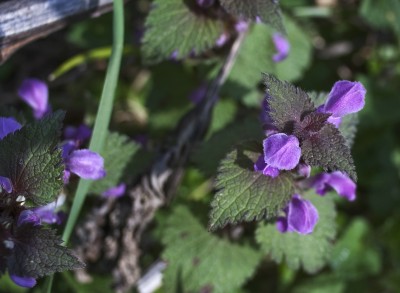 DSC_0856 [800x600].jpg