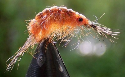 Flohkrebs orange.jpg