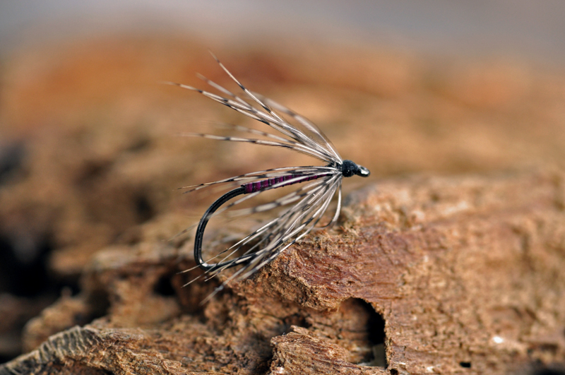 DSC_spider1.jpg