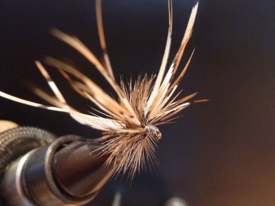 k-Mayfly simpel.JPG