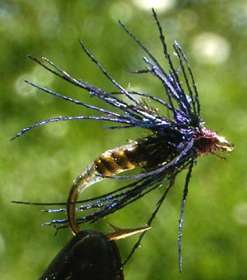 Blaupfau 3.jpg