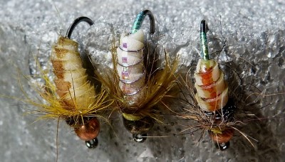 Latexpupa 3.jpg