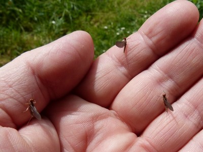 eintagsfliege Mai 1.jpg